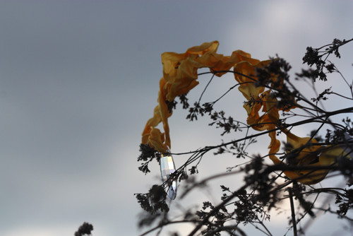 Nektar ... — foto 6
