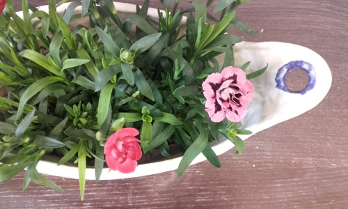 Truhlík bílý — foto 3
