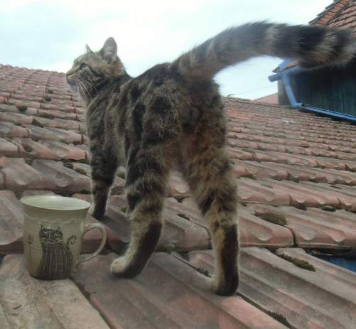 Hrnek s kocourem — foto 6