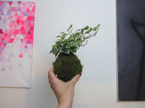 Kokedama hedera — foto 2