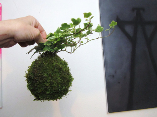 Kokedama hedera — foto 3
