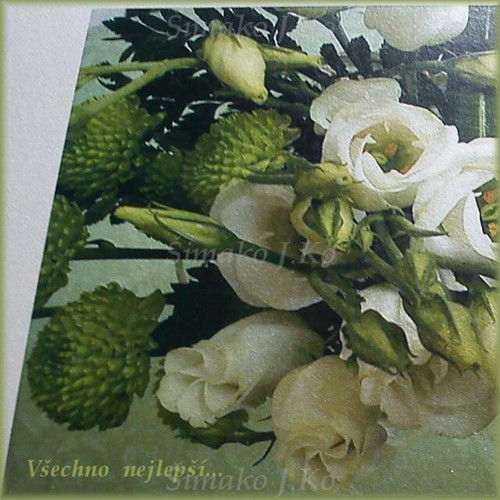 E-přání zelenkavých květů — foto 2