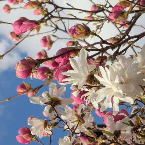 Magnolie II — foto 2