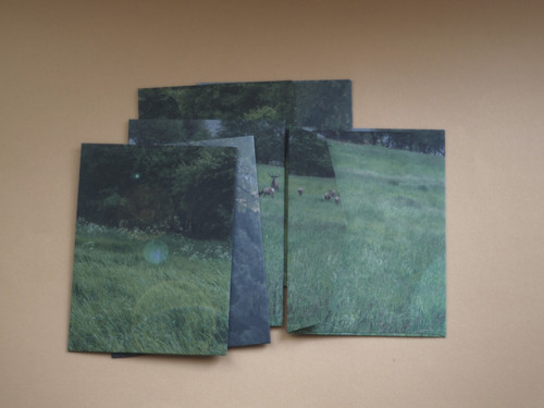 Jelení obálky — foto 3