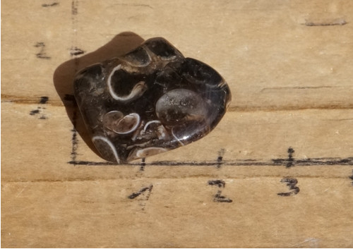 Turritella D2420 — foto 3
