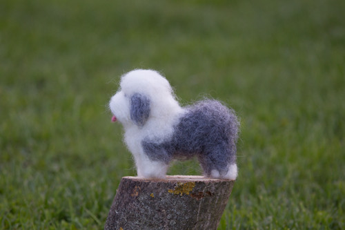 Bobtail Mai — foto 2