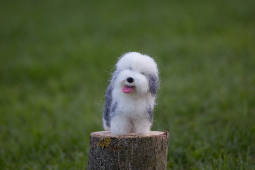 Bobtail Mai — foto 3