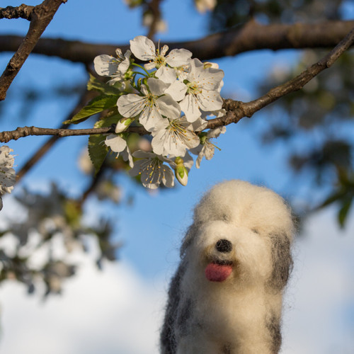 Bobtail Mai — foto 4