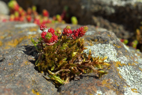 Mech II — foto 2
