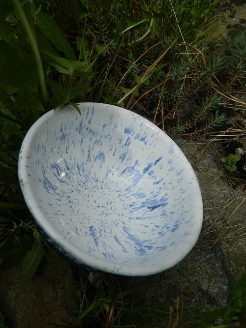 Modrokulička — foto 2