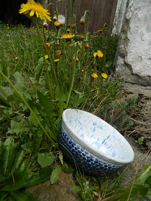 Modrokulička — foto 3