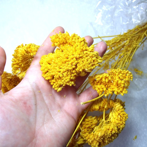 Achillea žlutá (3 ks) — foto 2