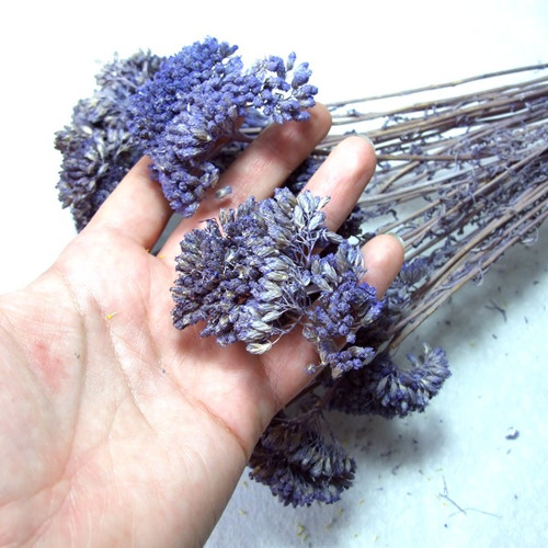Achillea modrá (3 ks) — foto 2