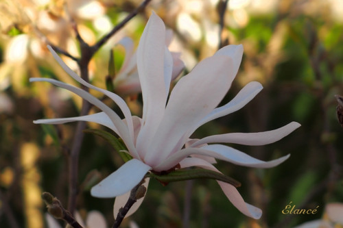 Magnolie V — foto 2