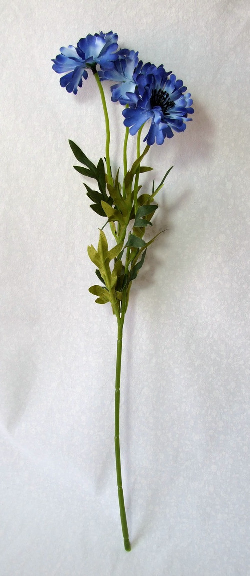 Chrpa — foto 2
