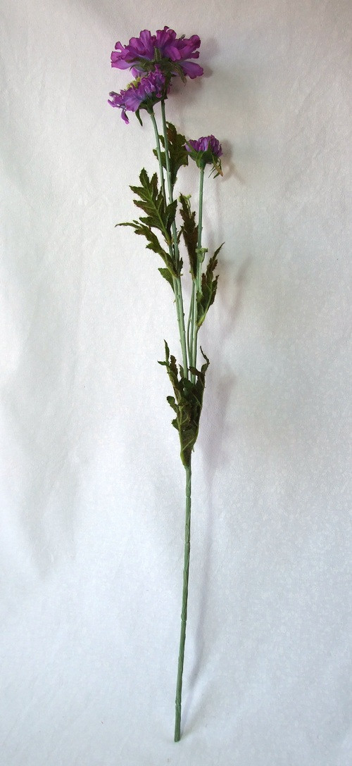 Hlaváč (Scabiosa) — foto 2