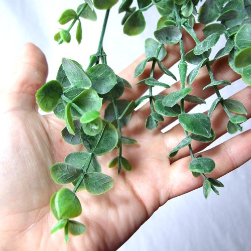 Eucalyptus - převis — foto 3