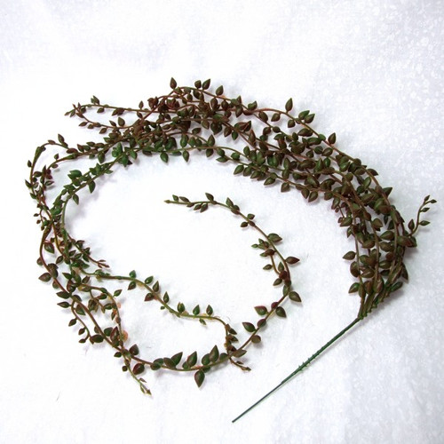 Senecio - převis — foto 2