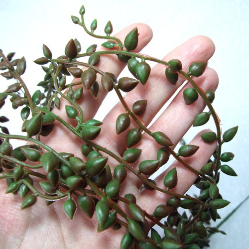 Senecio - převis — foto 3