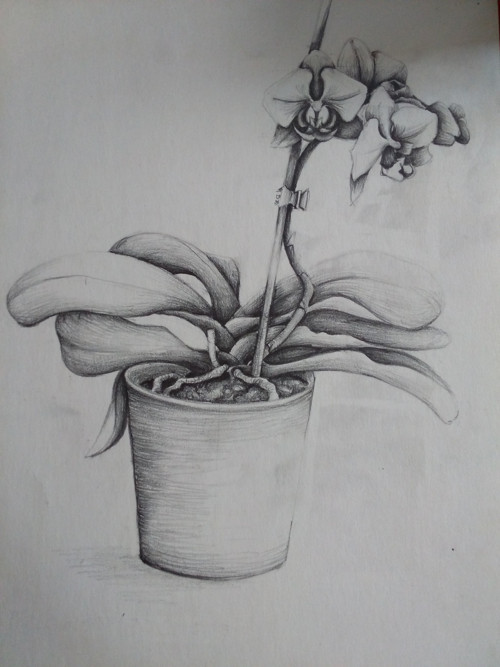 Phalaneopsis — foto 2