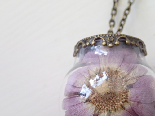 Chrysanthemum — foto 3