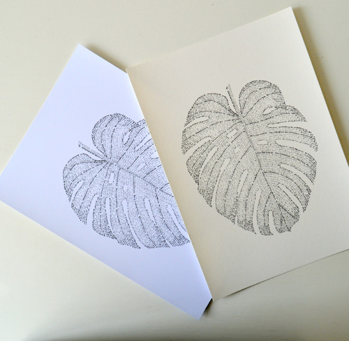 Philodendron — foto 4