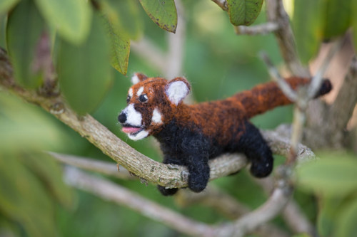 Panda červená — foto 3