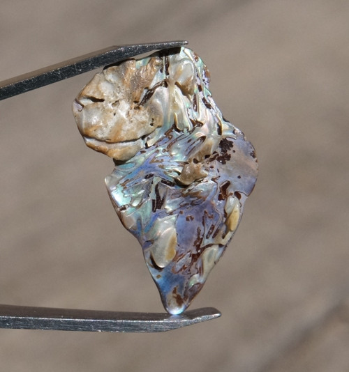 Paua mušle D3209 — foto 2