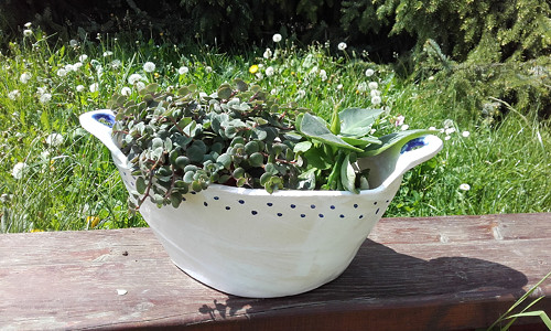 Truhlík bílý — foto 2