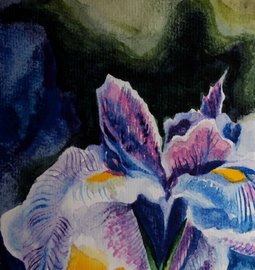...iris... — foto 4