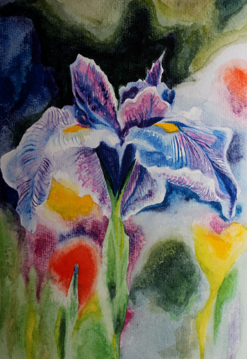 ...iris... — foto 6