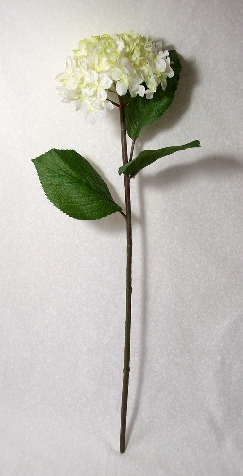 Hortenzie bílo-zelená — foto 2