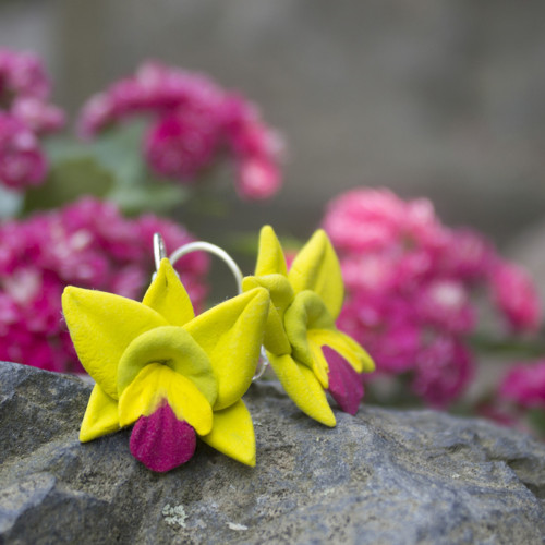 Brassolaeliocattleya Greenwich — foto 4