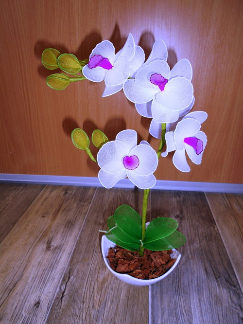 Bílá orchidej — foto 3