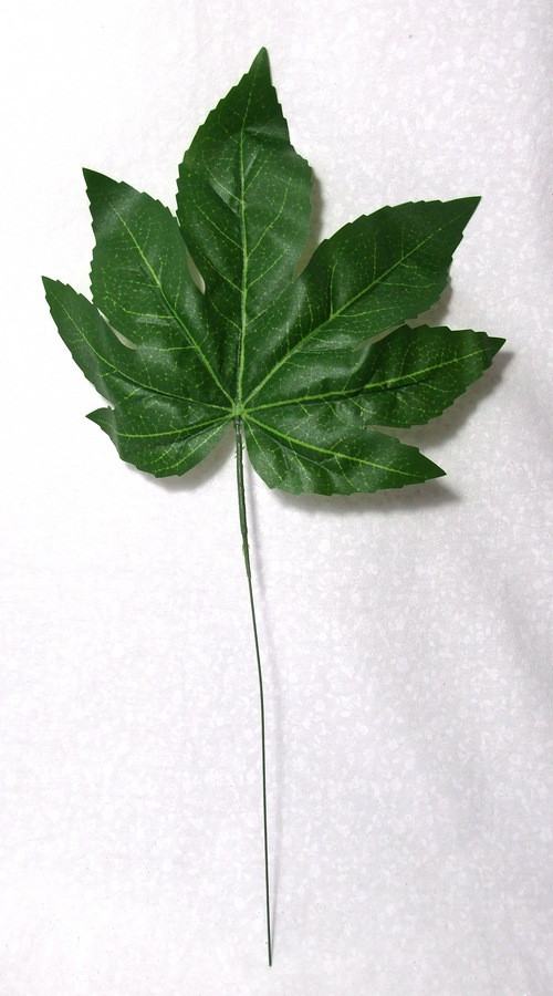 List Aralia — foto 2
