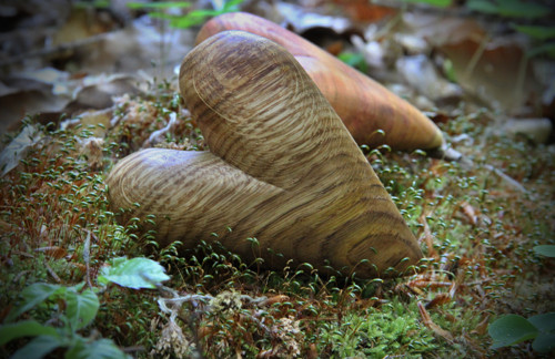 Dubové dlachňadlo — foto 3