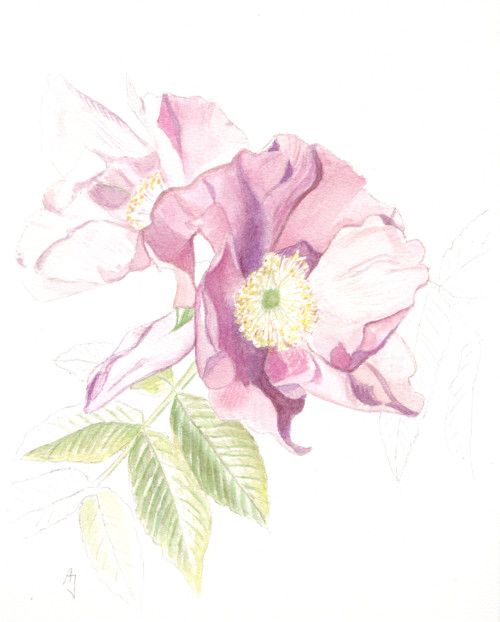 Růže Rosa rugosa - originál, akvarel — foto 2