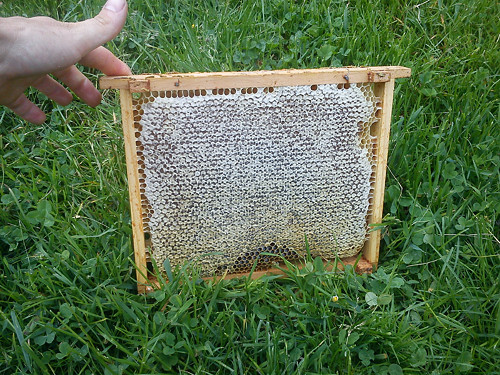 Medová včelí víčka 200g — foto 3