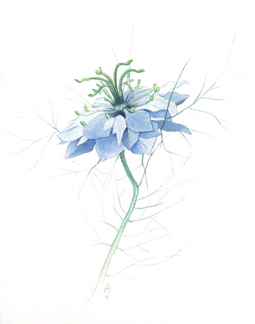 Modrá Nigella - originál, akvarel — foto 2