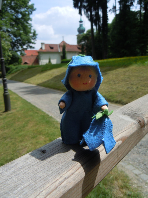 Zvoneček, tmavokabátek — foto 5