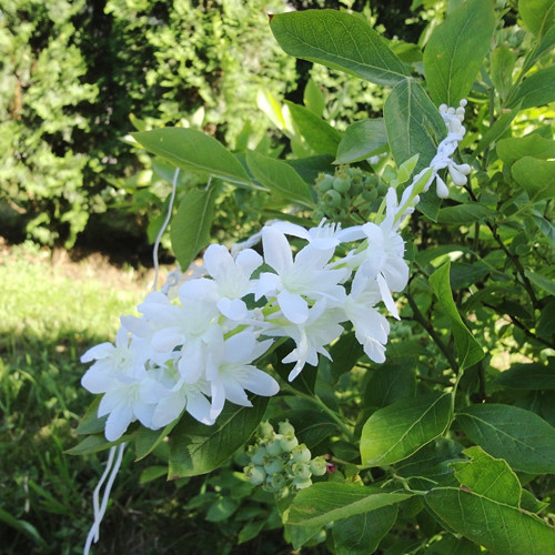 Zasněžené květy — foto 2