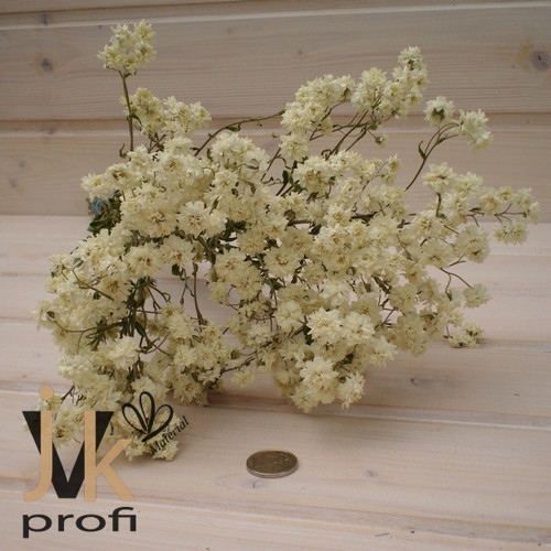 Řebříček bertrám — foto 2