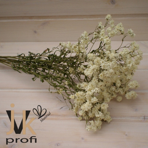 Řebříček bertrám — foto 3