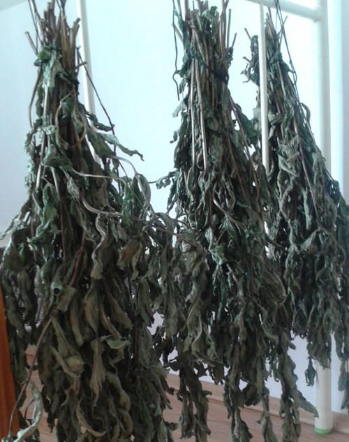 Susena mata peprna 10 dkg — foto 2