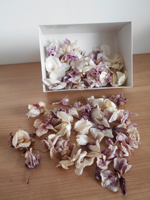 Květy orchideje - mix - SLEVA — foto 2