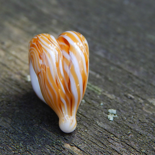Srdce mušlové — foto 3