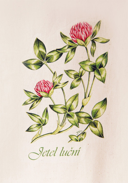 Jetel luční — foto 2