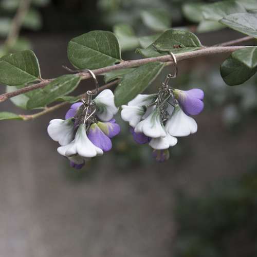 Bílofialový hrozen — foto 5