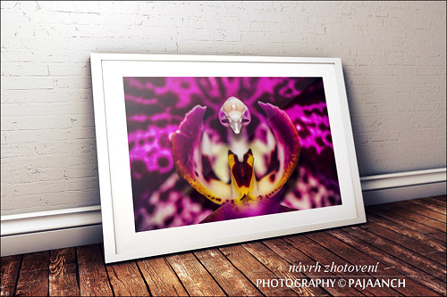 Orchidej — foto 2