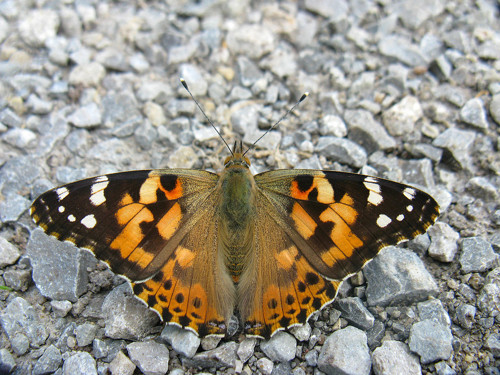 Křídla motýlí — foto 2
